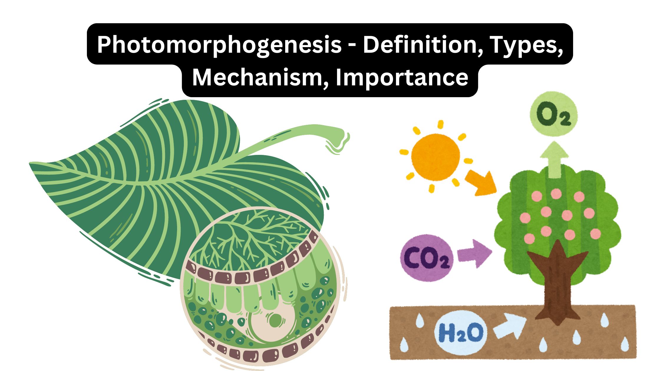 Photomorphogenesis - Definition, Types, Mechanism, Importance