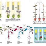 Photoperiodism – Definition, Types, Importance