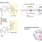 Phytochrome - Types, Structure, Functions