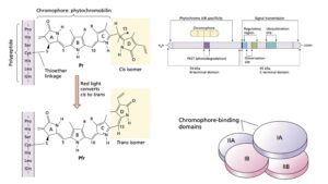 Phytochrome – Types, Structure, Functions