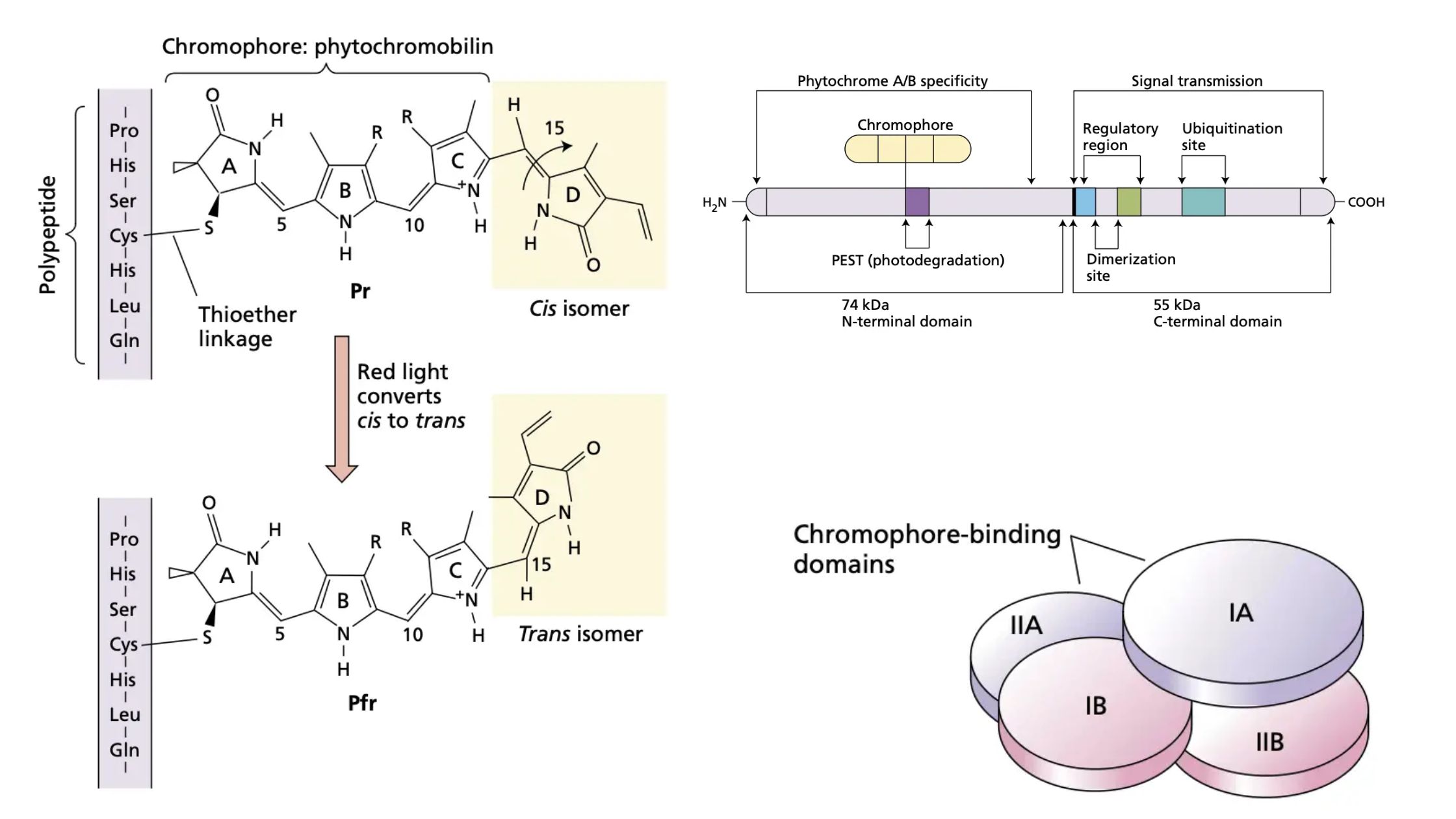 Phytochrome - Types, Structure, Functions