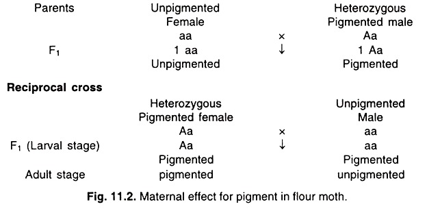 Pigment in Flour Moth