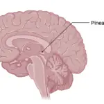 Location of Pineal Gland