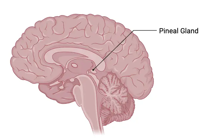 Location of Pineal Gland