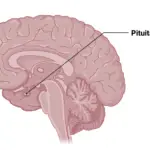 Pituitary Gland