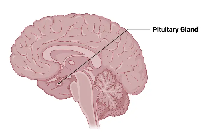 Pituitary Gland