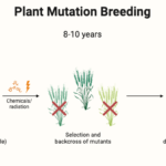 Mutation Breeding - Mutations in Crop Improvement