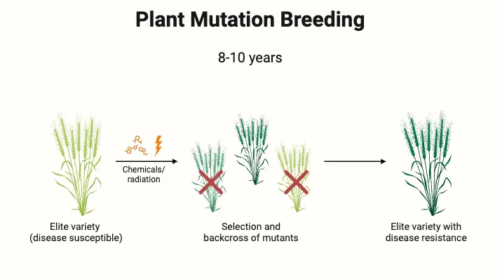 Mutation Breeding - Mutations in Crop Improvement