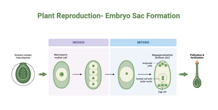 Plant Reproduction- Embryo Sac Formation