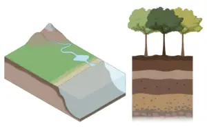 What is Plant Water Relation?