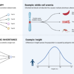 Pleiotropy vs Polygenic Inheritance