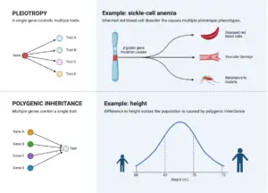 Pleiotropism – Definition, Types, Examples