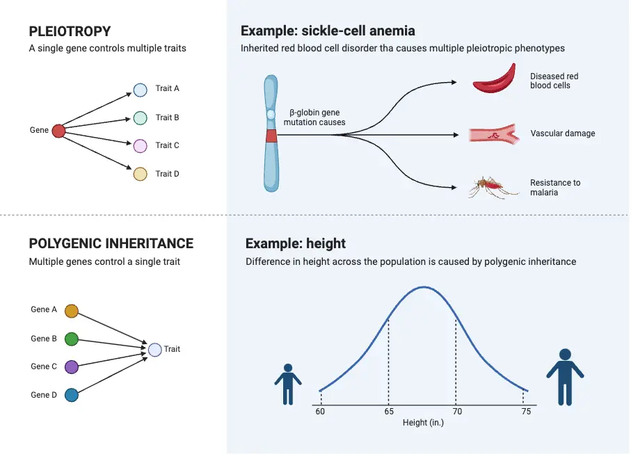 Pleiotropy vs Polygenic Inheritance