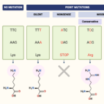 Point Mutations