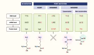 Nonsense Mutation – Definition, Causes, Mechanism, Examples