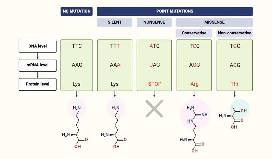 Point Mutations