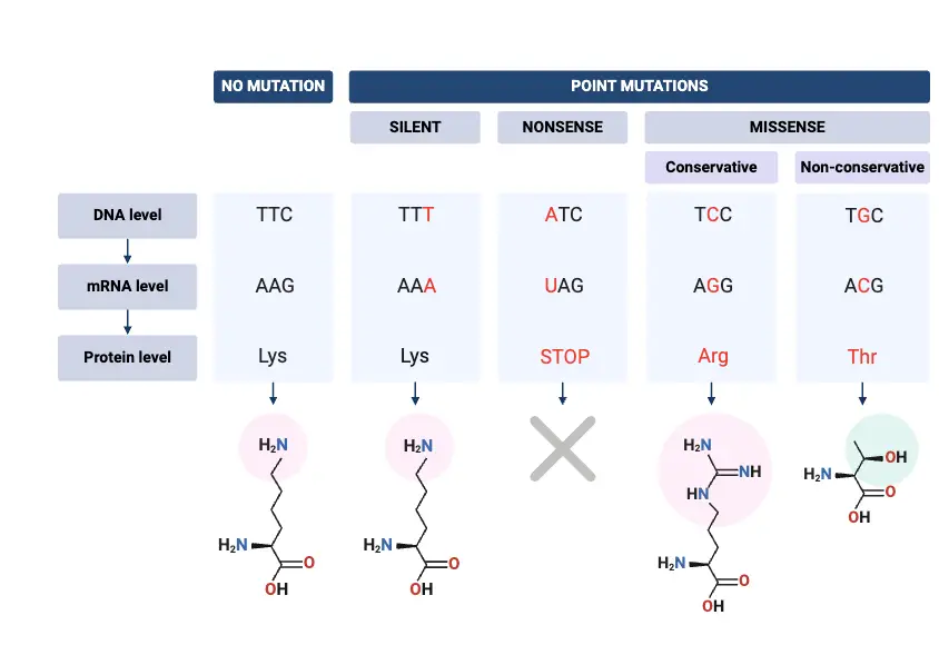 Point Mutations