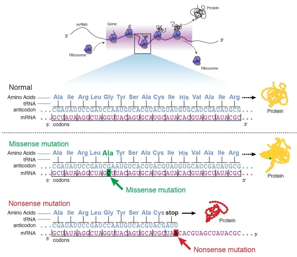 Point mutation