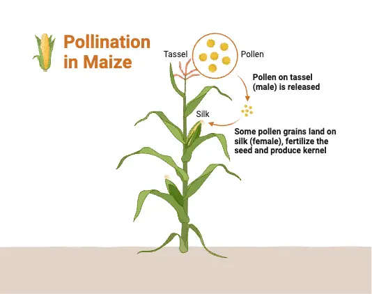 Pollination in Maize