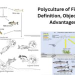 Polyculture of Fishes - Definition, Objectives, Advantages