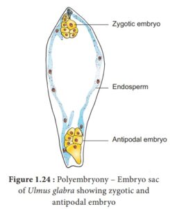 Polyembryony - Definition, Types, Functions, Examples