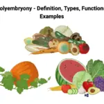 Polyembryony - Definition, Types, Functions, Examples