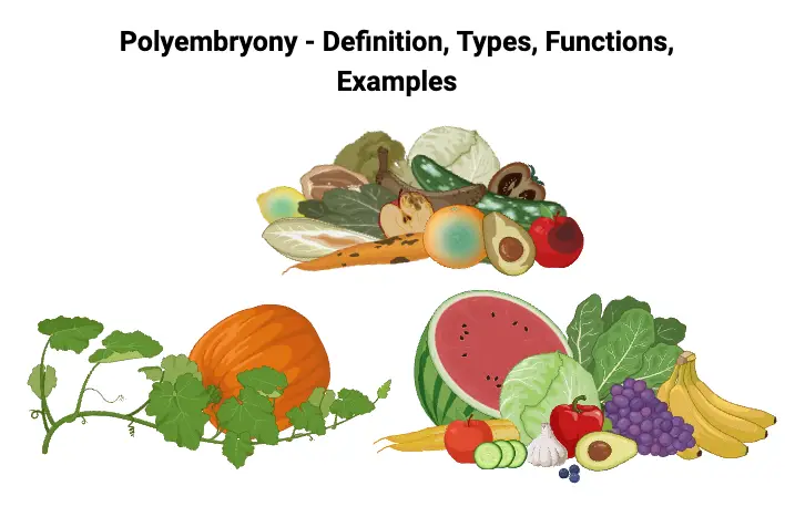 Polyembryony - Definition, Types, Functions, Examples