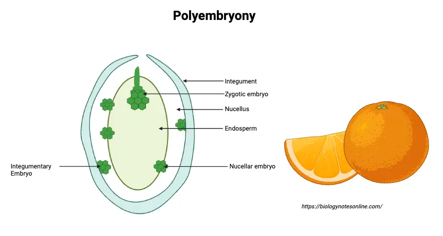 Polyembryony Diagram