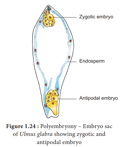 Polyembryony