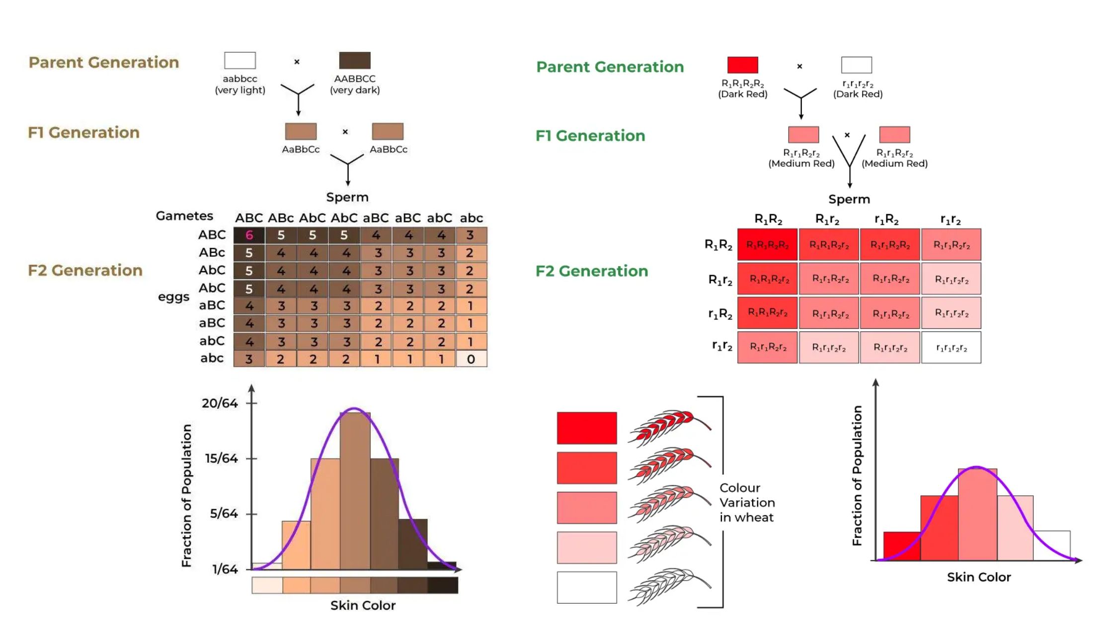 Polygenic Inheritance - Definition, Characteristics, Examples, Importance