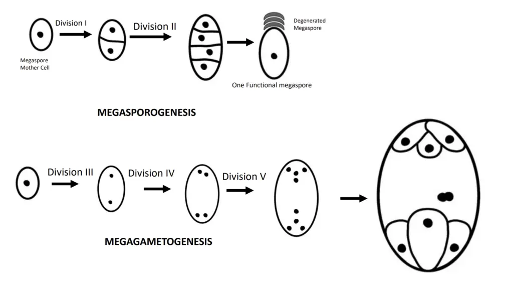 Polygonum type of Embryo Sac