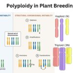 Polyploidy in Plant Breeding