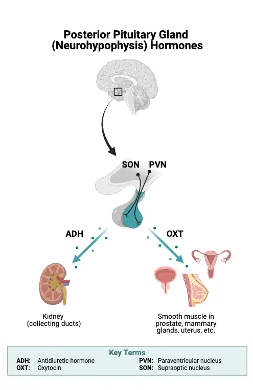 Posterior Pituitary Hormones