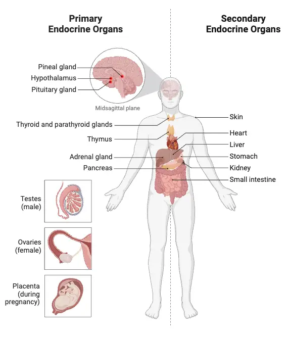 Primary and Secondary Endocrine Organs