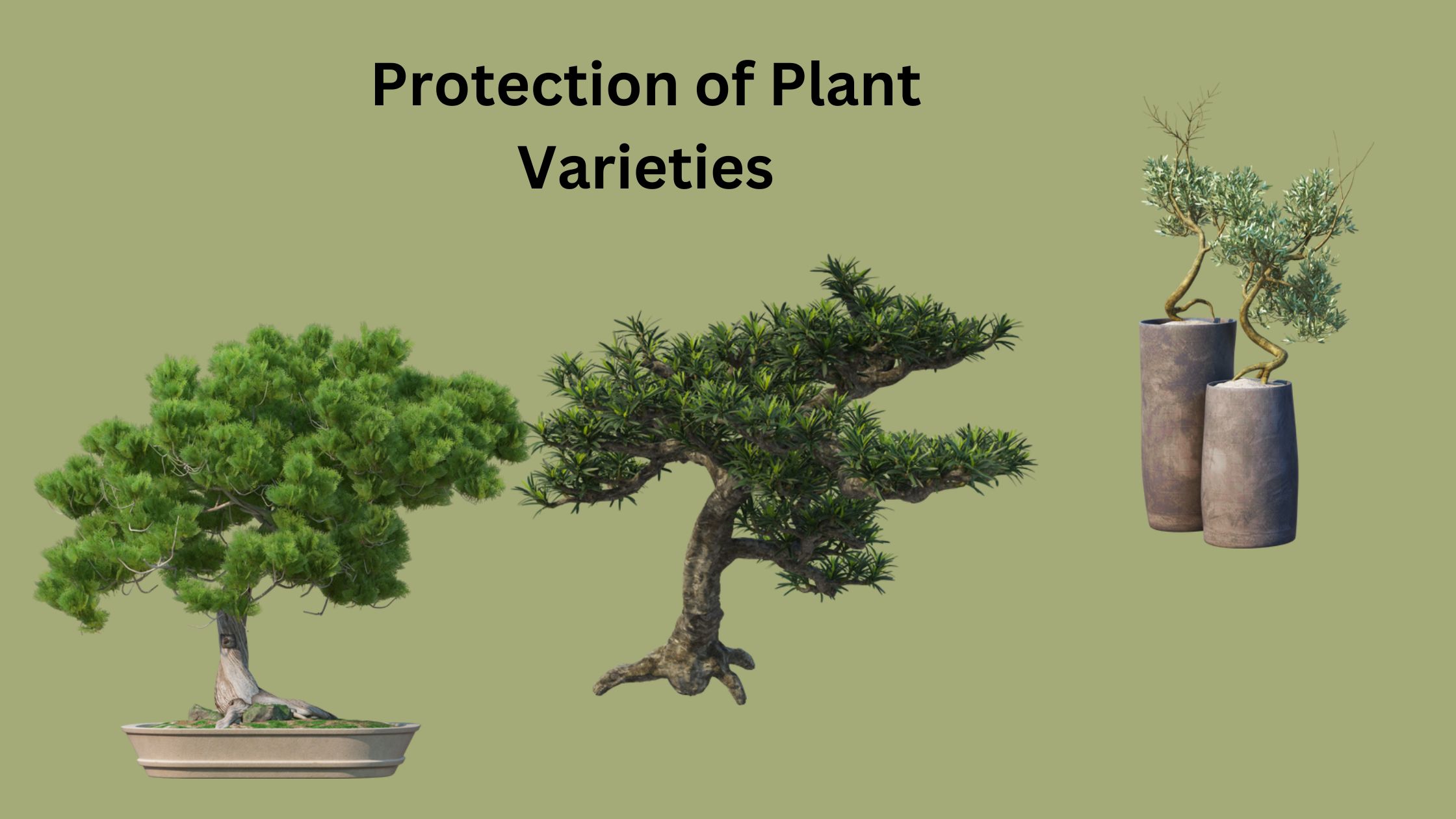 Protection of Plant Varieties - Objectives, Criteria, Process