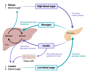 Pancreas - Diagram, Structure, Hormones, Functions, Disorders - Biology ...