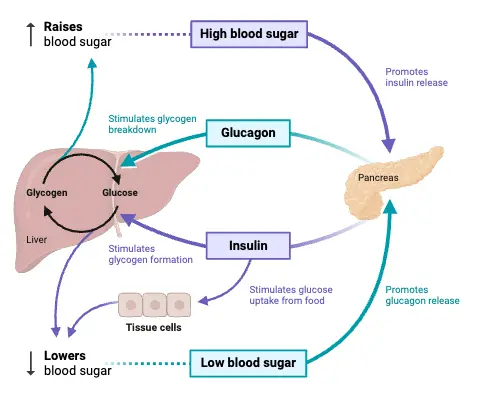 Regulation of Blood Glucose