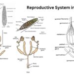 Reproductive System in Insects