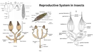 Reproductive System in Insects – Structure, Types, Functions