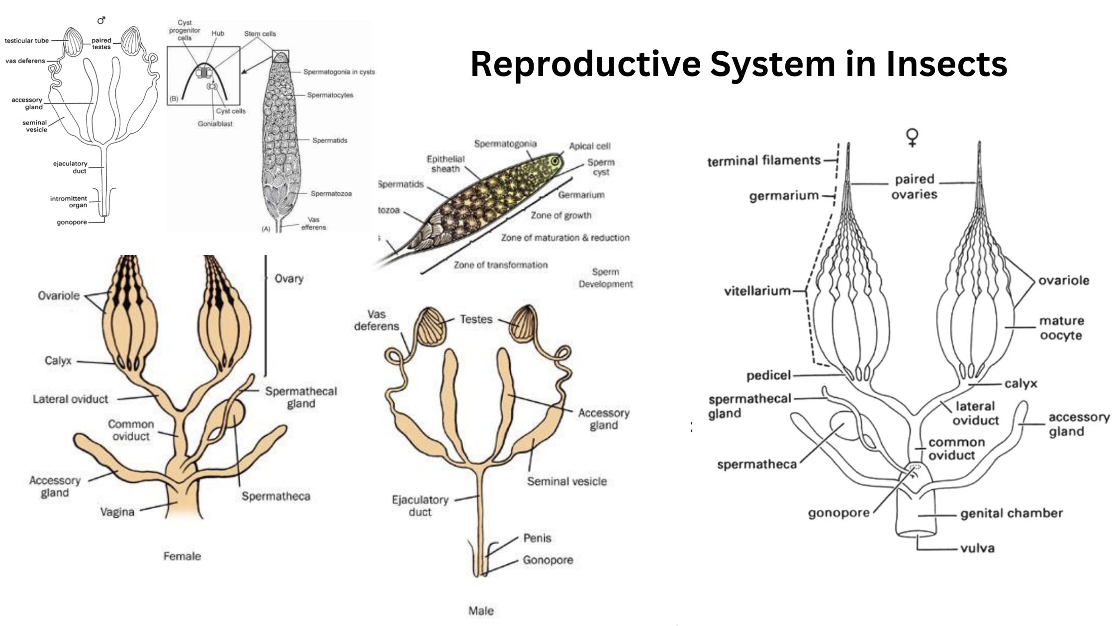 Reproductive System in Insects