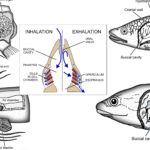 Respiratory System of Fishes