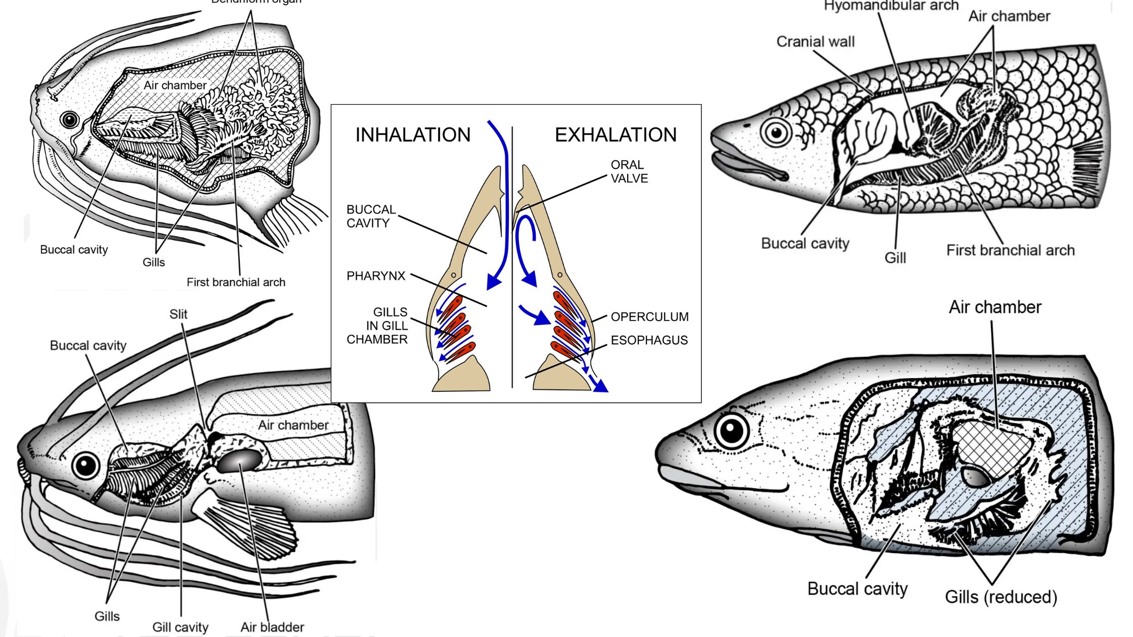 Respiratory System of Fishes