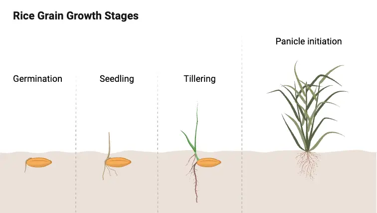 Rice Grain Growth Stages