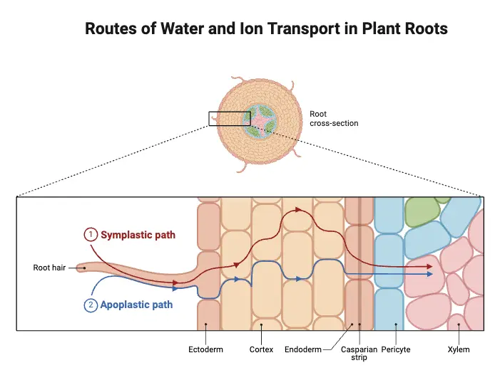 Path of Water Across Root Cells