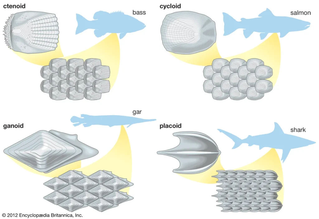 Type of scales in fishes