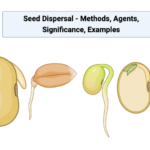 Seed Dispersal - Methods, Agents, Significance, Examples