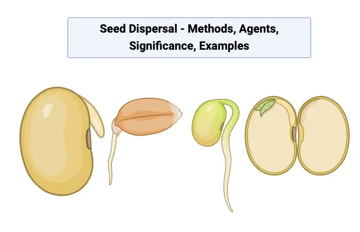 Seed Dispersal - Methods, Agents, Significance, Examples