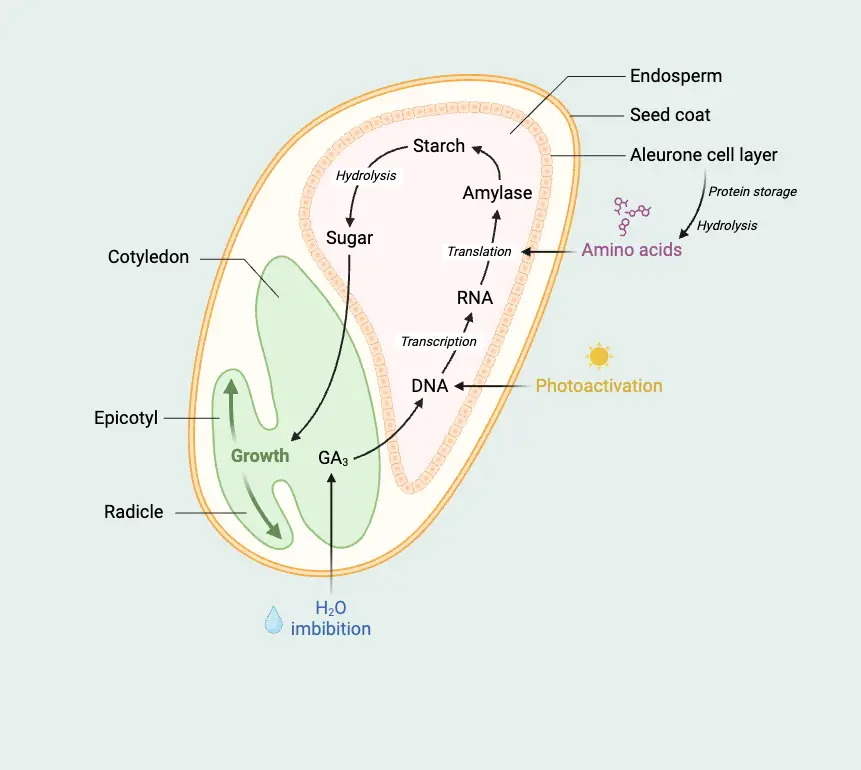 Seed Germination Mechanism