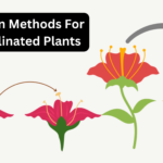 Selection Methods For Self pollinated Plants