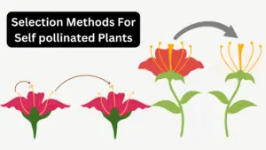 Selection Methods For Self pollinated Plants – Breeding self-pollinated species